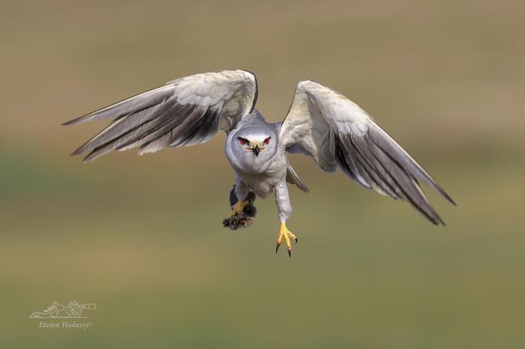 דאה שחורת-כתף