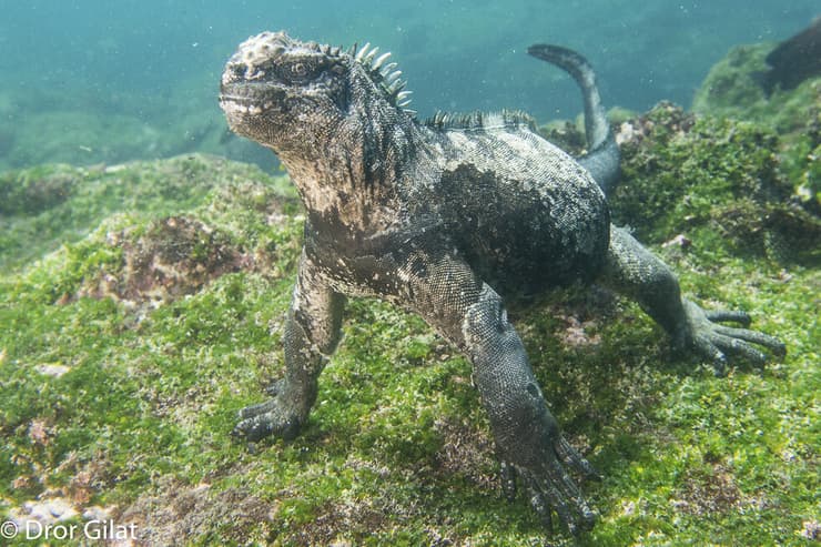 איגואנה ימית, איי גלאפגוס