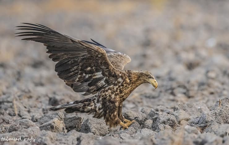 עיטם לבן-זנב