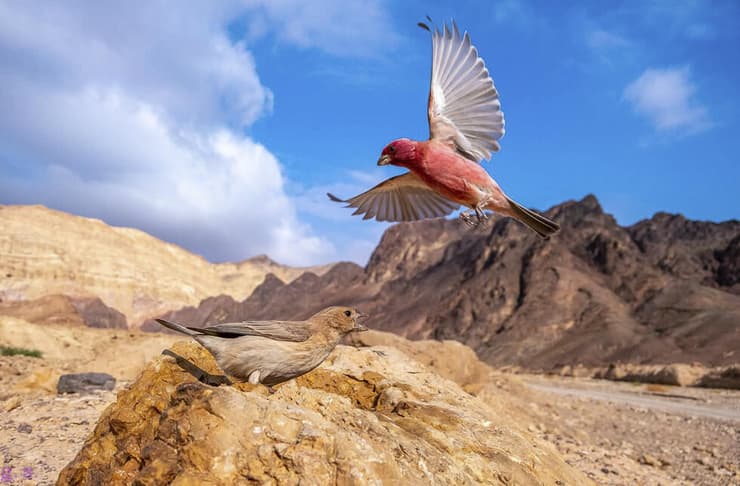 ורדיות סיני בזווית רחבה