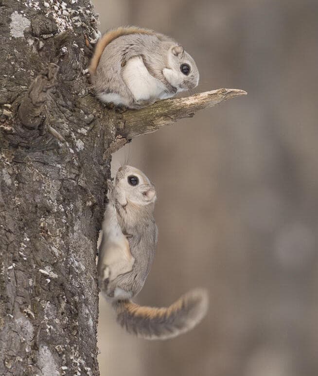 סנאי סיבירי מעופף בהוקאידו, יפן