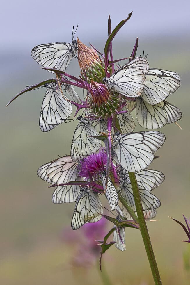 רשתן העוזרר בלינה קבוצתית