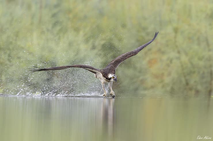 שלך בניקוי קשקשים מהטופרים
