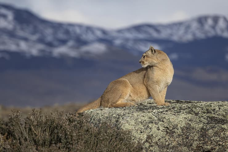 פומה בפטגוניה, צ'ילה