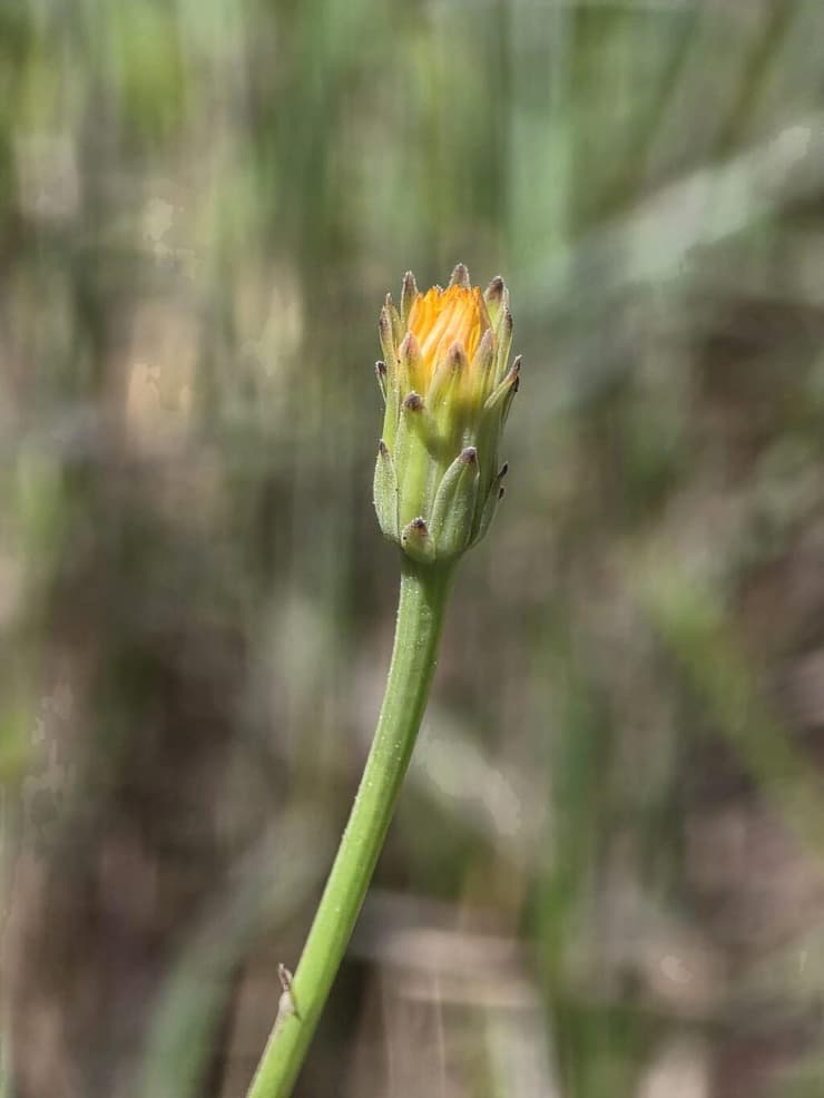 היפוכריס קירח