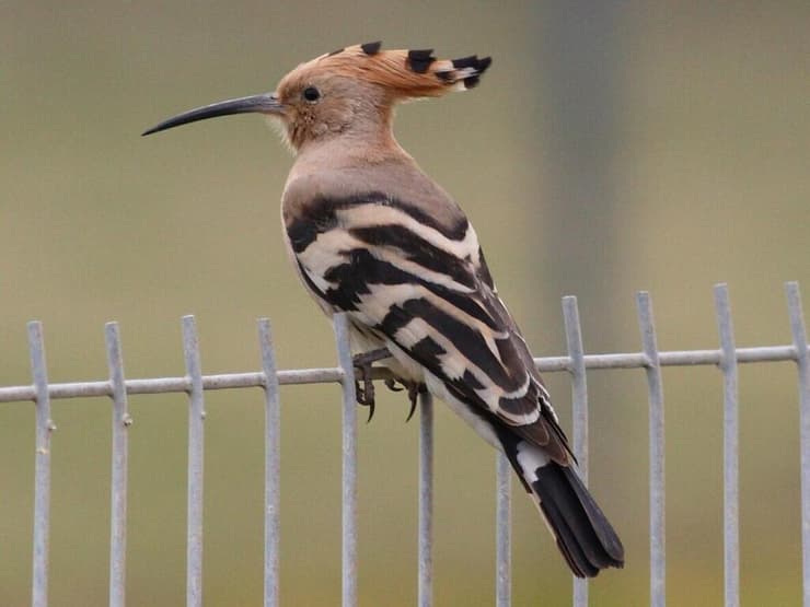 דוכיפת, הציפור הלאומית של ישראל