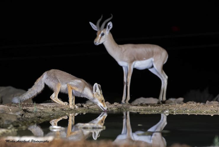 שועל וצבי ברקע