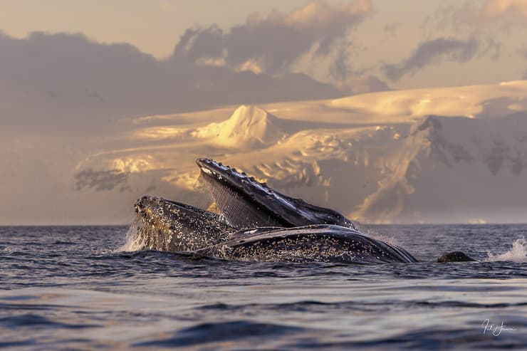 לווייתן גדול-סנפיר אוכל קריל, אנטארקטיקה