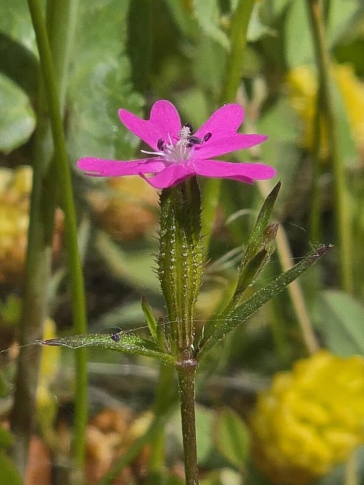 ציפורנית שרונית 