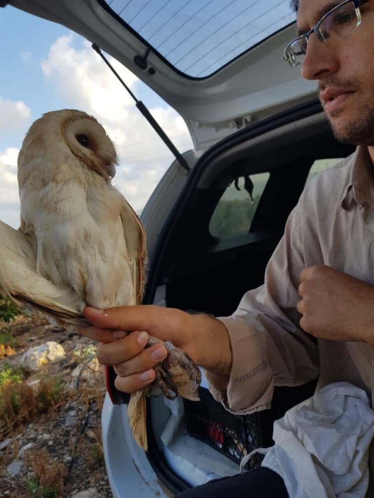 תנשמת בקיבוץ כברי
