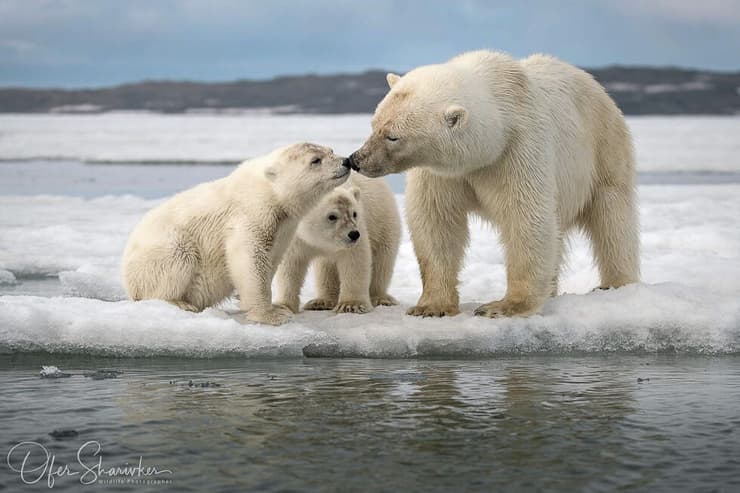 דובת קוטב עם שני גורים, סבאלברד