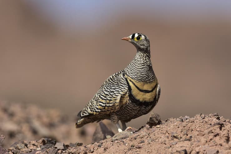 קטה הודית בהרי אילת