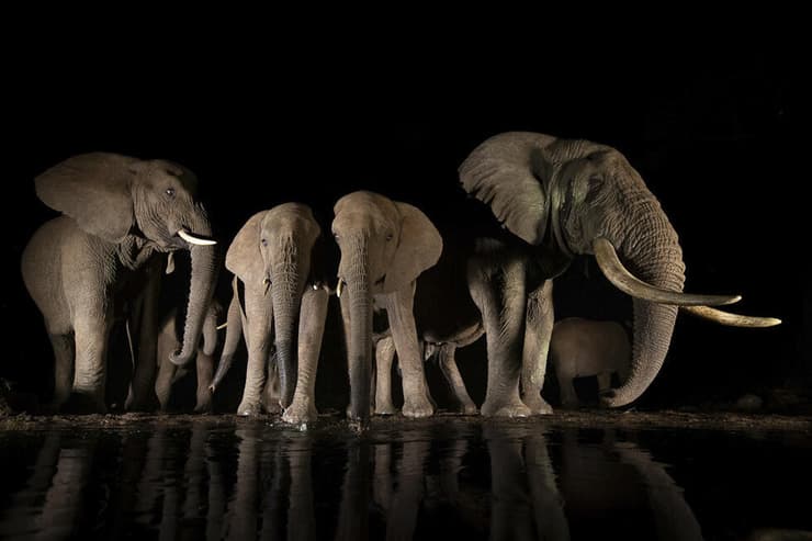 עדר פילים מגיע לשתות