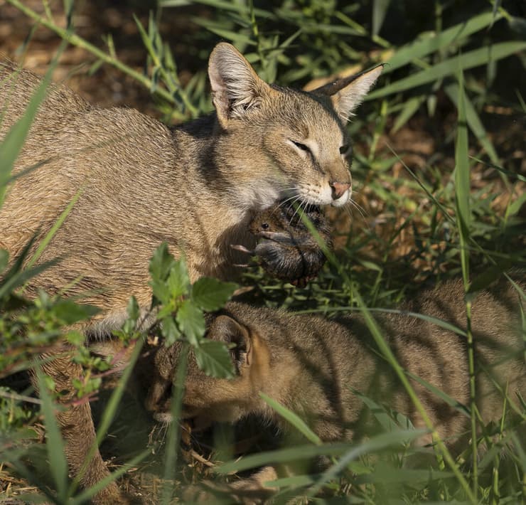משפחת חתולי ביצות