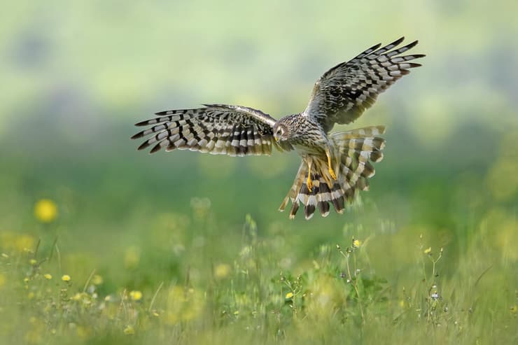 נקבת זרון תכול בעמק החולה