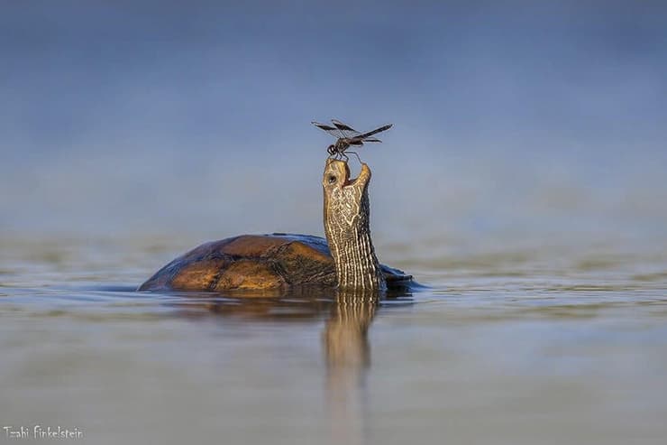 הצב המחייך, צב ביצות ושפירית