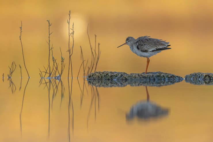 ביצנית לבנת-כנף בתאורת זריחה