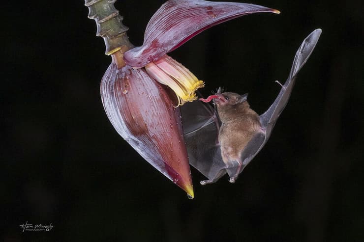 עטלף פירות בקוסטה ריקה