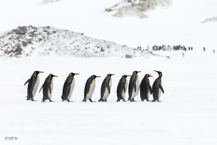 פינגווינים מלכותיים באיי ג'ורג'יה הדרומית