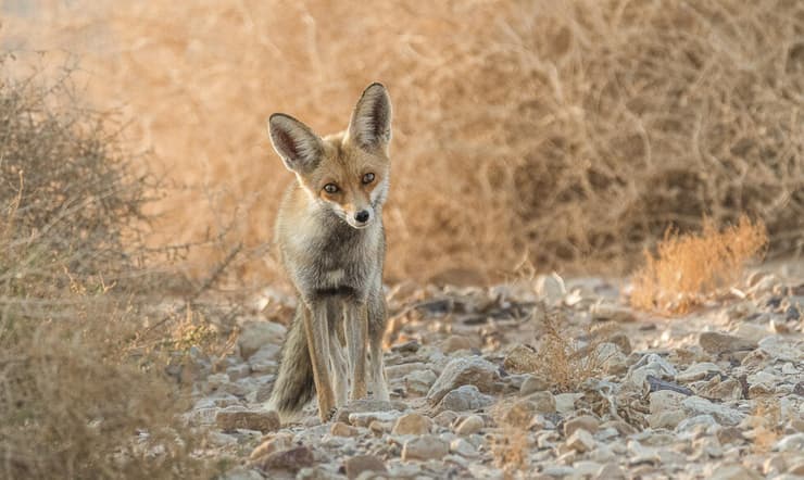 שועל בזריחה בעברונה