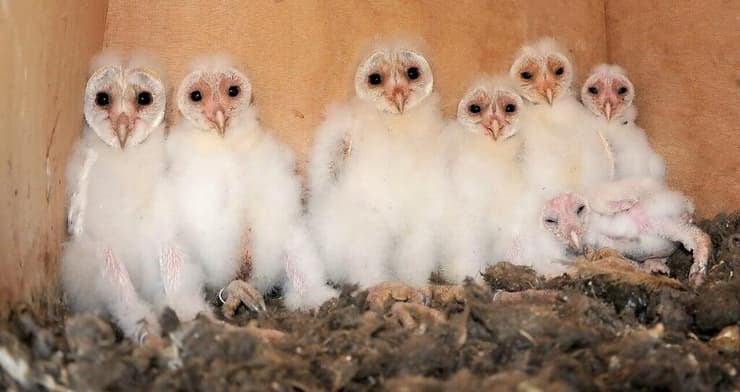 בתוך הקן של התנשמות