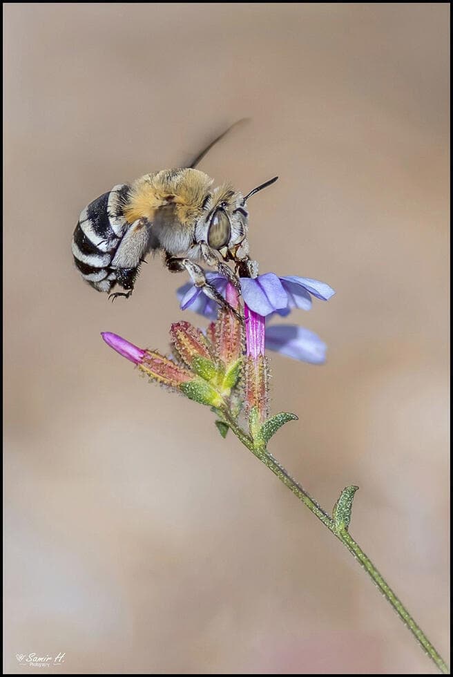 דבורה ארוכת-לשון מסוג אמגילה