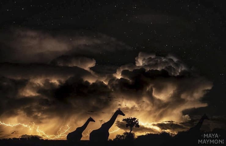 ג'ירפות על רקע עננים וברקים בקניה