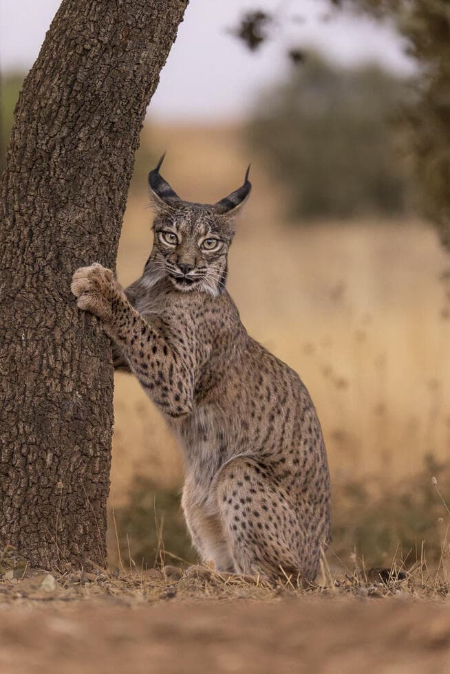 שונר איברי בספרד