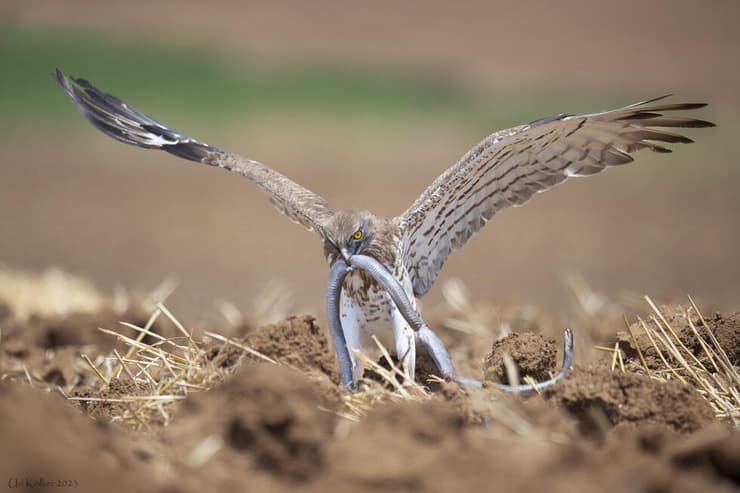 חיוויאי הנחשים צד זעמן שחור