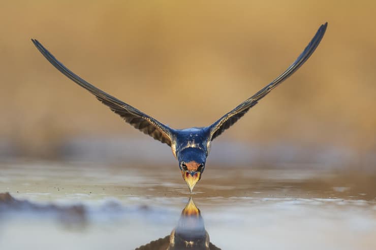סנונית בשתייה