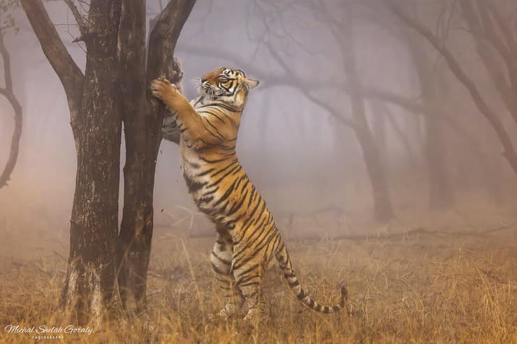 טיגריס בשמורת רנטמבור