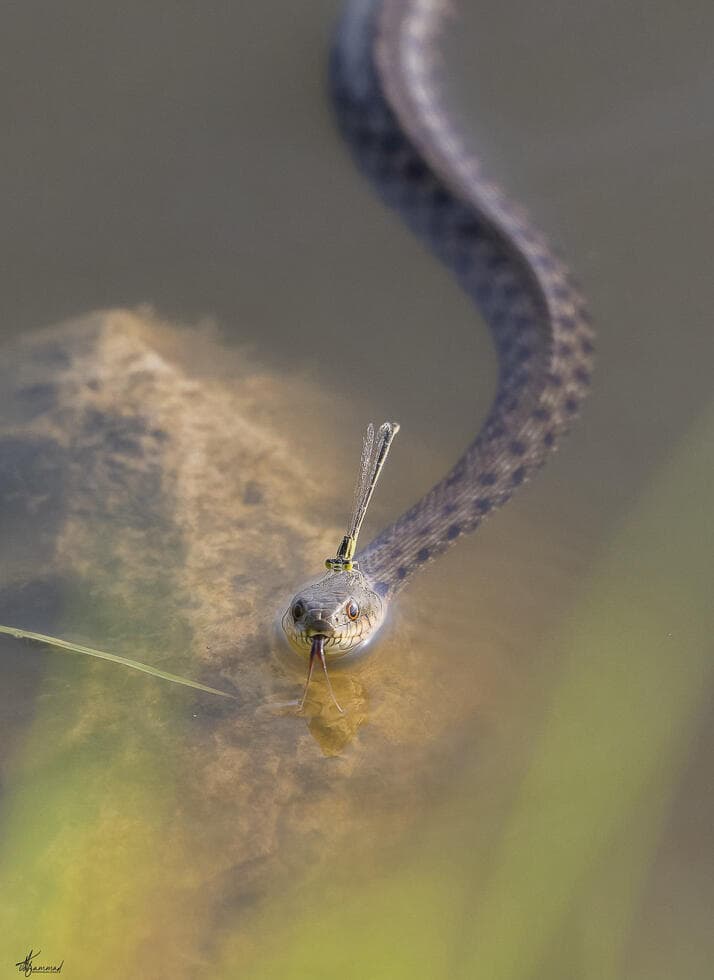 נחש מים ושפרירית