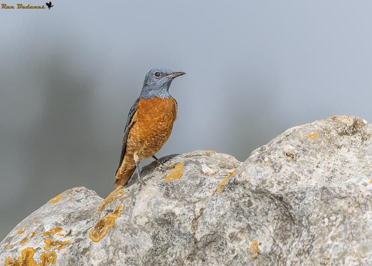 צוקית חכלילית