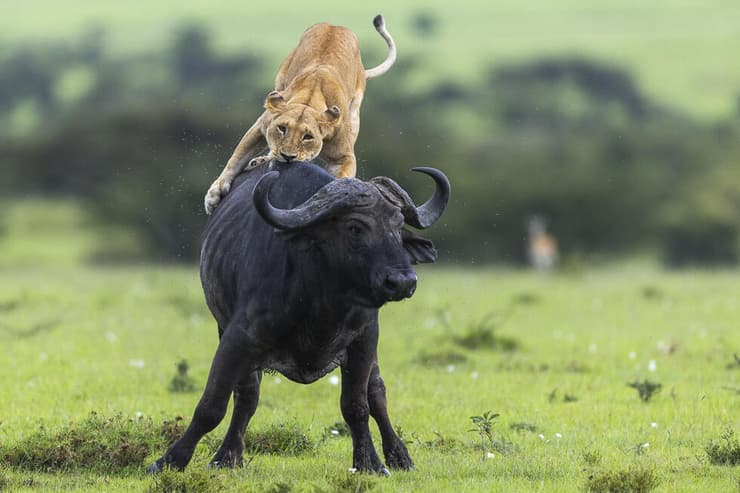 לביאה בניסיון טרף של בופאלו, קניה