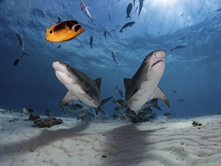 זוג כרישים טיגריסיים במלדיבים