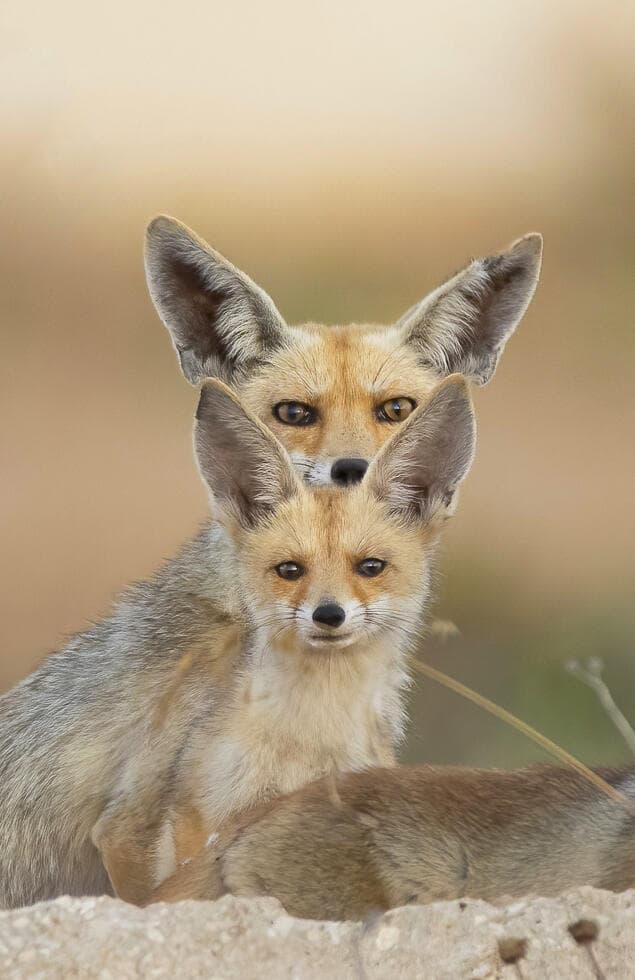 אמא שועלה והגור שלה