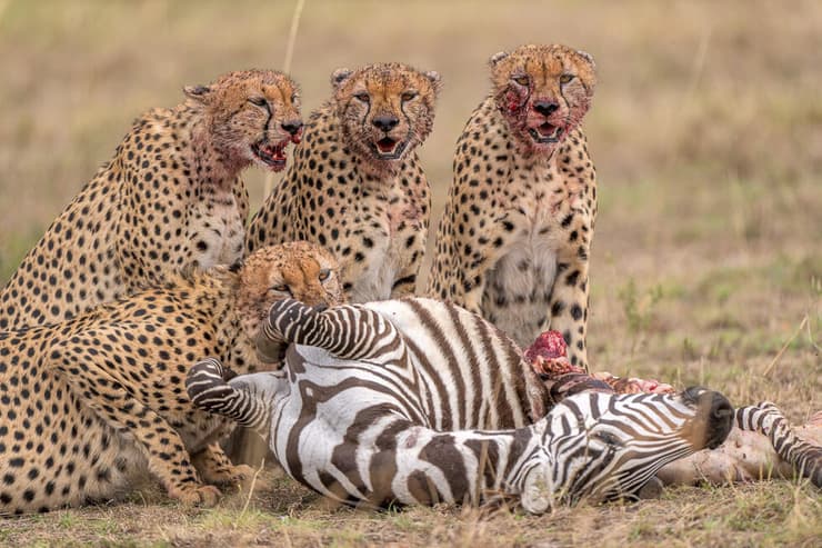 חמישיית האחים "טאנו בורה", צ'יטות במסאי מארה שבקניה 