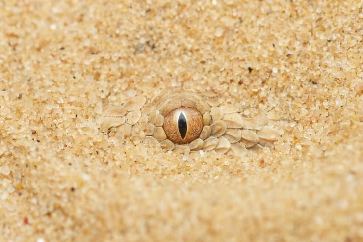 עכן קטן מתחפר בחול במארב לטרף