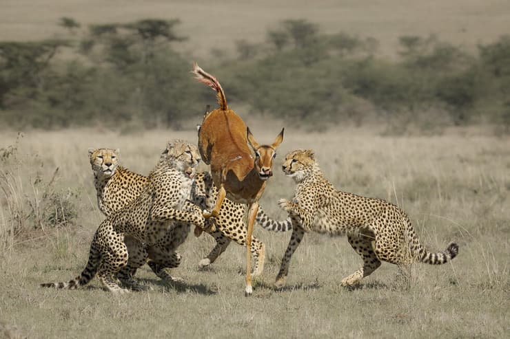 צ'יטה ושלושת גוריה בציד אימפלה, קניה