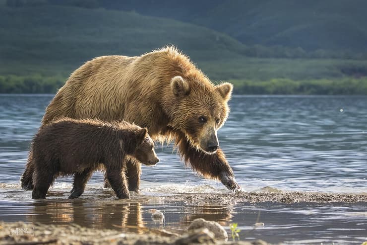 דובים חומים, אמא וגור, בקמצ'טקה