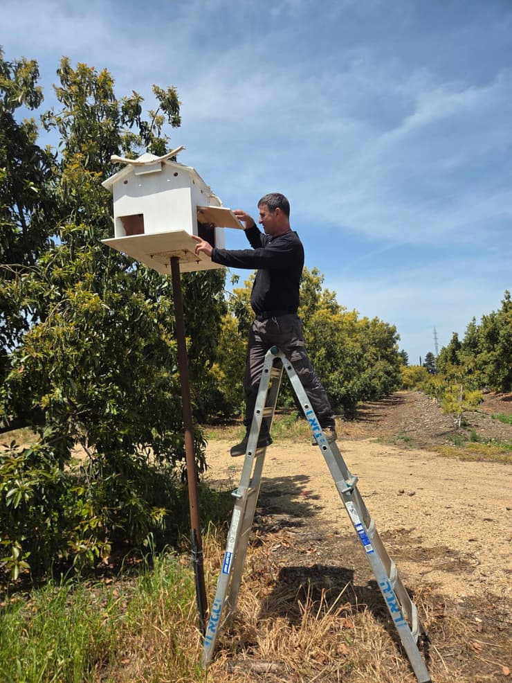 תיבת קינון ריקה בגליל