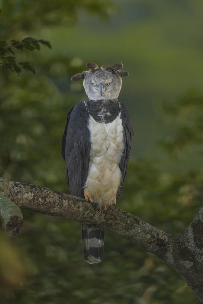 עיט הרפיה בברזיל