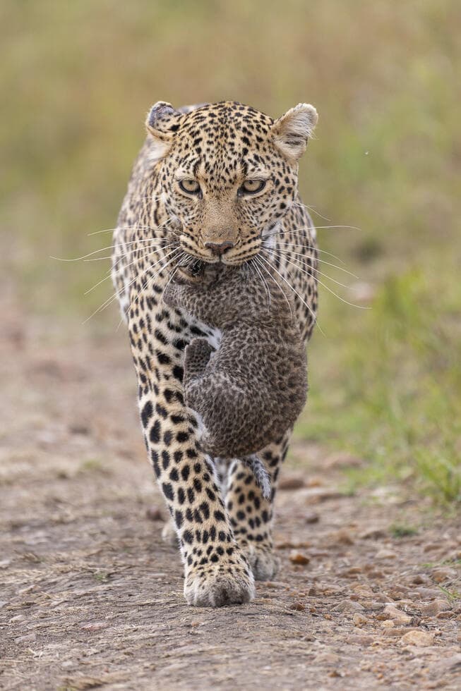 נמרה נושאת את אחד מגוריה, קניה