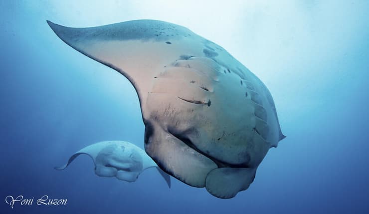 שתי מנטות במלדיביים