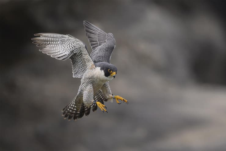 בז נודד בארצות הברית