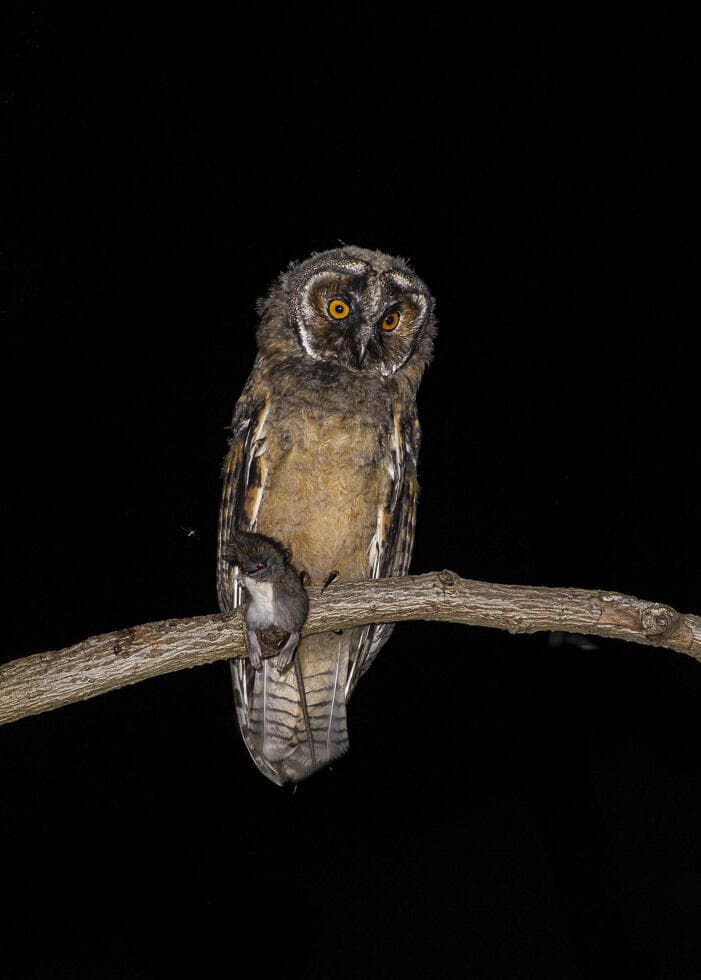 פרחון של ינשוף עצים