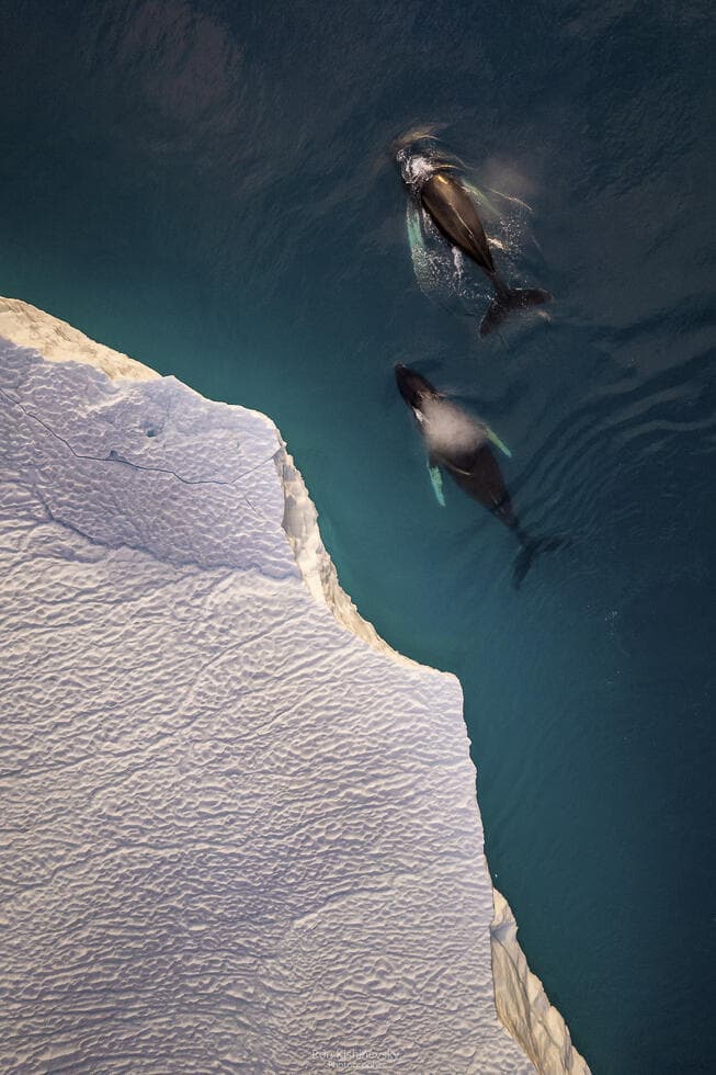 צילום רחפן של לווייתנים בגרינלנד