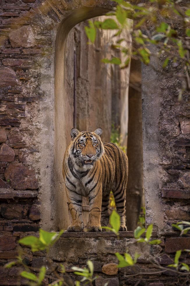 טיגריס בנגלי בהודו