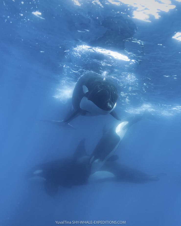 אורקה, באחה קליפורניה