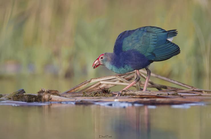 פורפיריה אפורת-ראש